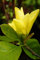 Magnolie gelbe Blüte Magnolie Daphne Magnolia Daphne Containerware 60-80 cm
