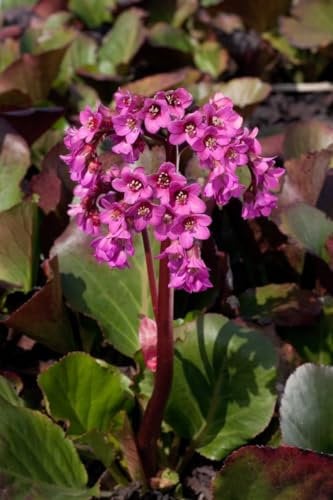 Herzblatt-Bergenie 'Oeschberg' im Topf Bergenia cordifolia winterhart