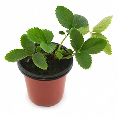 DECOALIVE Fresa Planta Natural Que Produce Fresas en Temporada