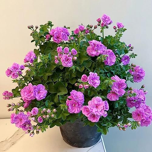 20 pcs geranien hängend samen - exotische zimmerpflanzen bienenfreundliche blumensamen geranie,Pelargonium hortorum, pflanzen für balkonkästen winterhart balkonblumen topfpflanzen