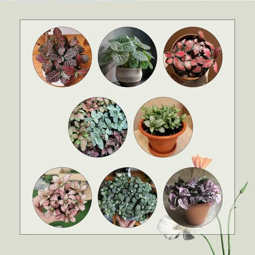 500 Pcs Fittonia Samen - Fittonia Verschaffeltii - Winterharte Kübelpflanzen, Exotische Pflanzen Winterhart Fittonia Plant Samen, Schnellwachsende Sträucher Als Sichtschutz Pflanzen