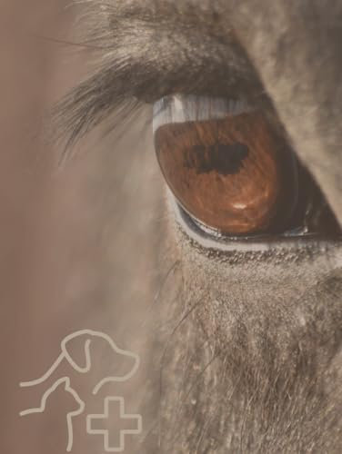 Pferde Notizbuch: A4 - 150 Seiten - gebunden - kariert