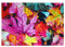 texpot 2 Stück Platzdeckchen 30 x 45 aus 100% Polyester buntes Herbstlaub Ahornblatt lila