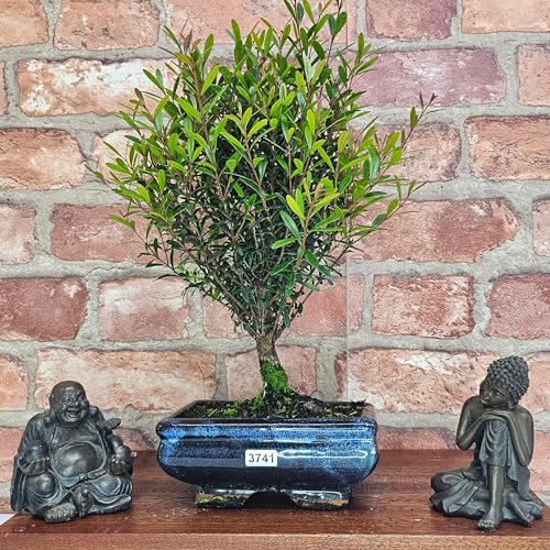 Bonsai di ciliegio (Syzygium), scopa in vaso da 15 cm (3739)