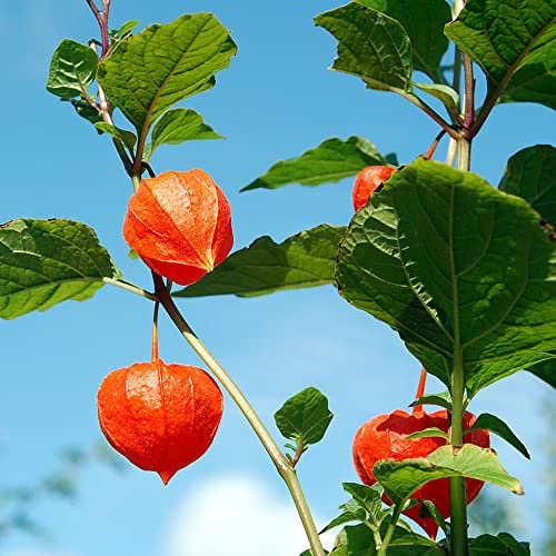 Physalis Samen Obstbaum Winterharte Pflanzen FüR Garten Kapstachelbeere Samen Sukkulenten Physalis Peruviana Obst Frisch Bio Saatgut Deko Obst Physalis Pflanze Pflanzensamen 50 Physalis Saatgut
