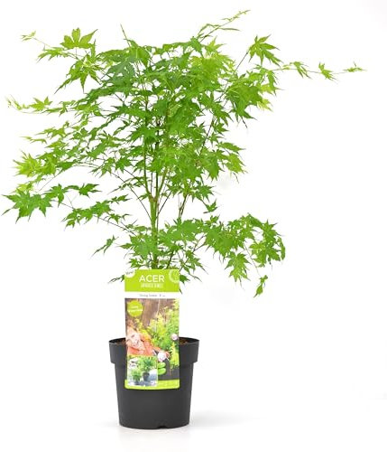 Acero del Giappone Palm. Acer 'Going Green'