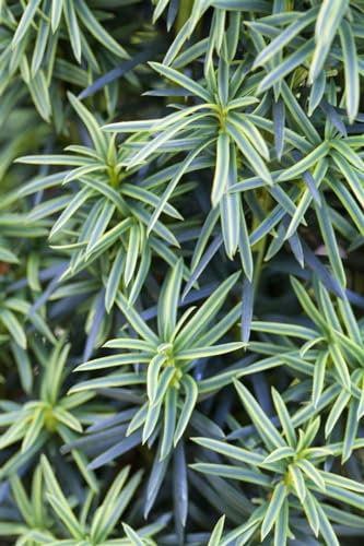 Taxus baccata 'Fastigiata Aureomarginata' 50-60 cm - Säulen-Eibe, goldgelbe Nadelränder, immergrün, ideal für Hecken und Kübel, pflegeleicht und winterhart