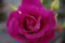 Rosa Rhapsody in Blue ® - Beetrose - purpurviolett - Duft++ - Cawlishaw-Rose Preis nach Stückzahl Einzelpreis
