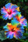 Hibiskuszwiebel, SchöNe Topfpflanze,GroßE Und Bunte BlüTen,Winterharte Stauden，Winterhart Mehrjährighibiskus,BlüHend,RiesenblüTen,Schnittblume,Hibiscus-1zwiebeln-B