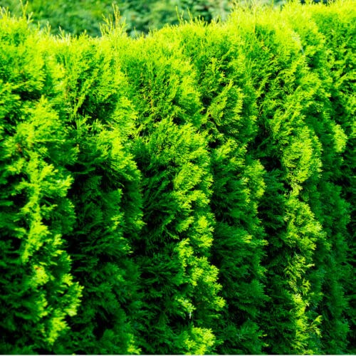 15 x Western Red Cedar Trees/Thuja Gelderland in 9cm Pots