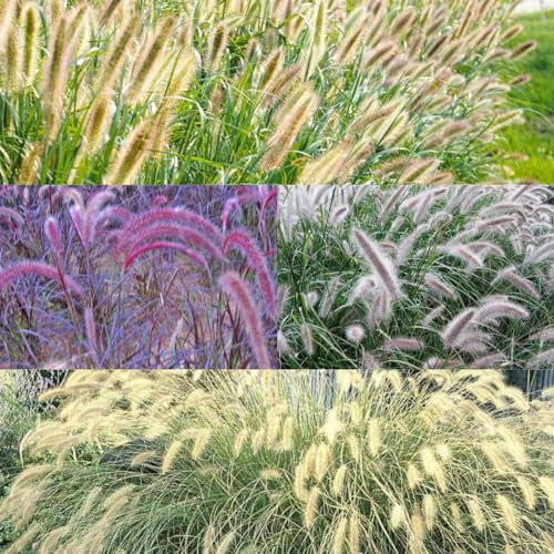 1500 piezas Semillas resistentes de Pennisetum Plantas en macetas resistentes al aire libre Pennisetum Alopecuroides - Hierba ornamental perenne resistente al invierno Flores de primavera,