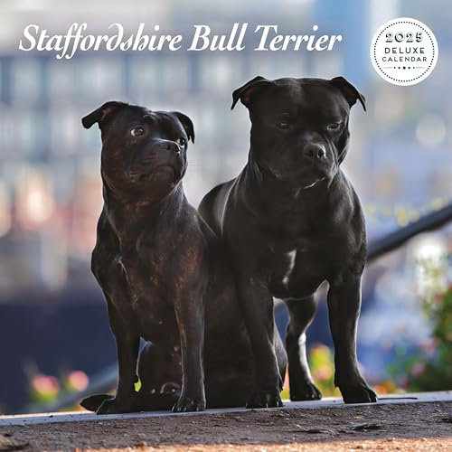Staffordshire Bull Terrier 2025 Deluxe Kalender