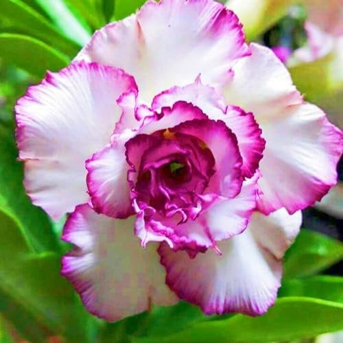 Bulbi Di Rosa Del Deserto-Rosa Del Deserto Pianta,Adenium Obesum Desert Rose,Adenium Obesum Pianta,Rosa Del Deserto,Fiori Da Giardin,Piantagione Di Bonsai-1Bulbi-e