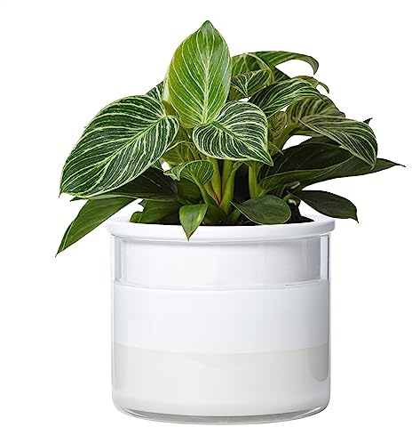 Phoenix Vine Selbstbewässernder Pflanztopf 51-B-F-1, 15,2 cm, Design weißer Terrakotta-Topf für Pflanzen, Zylinder-Terrakotta-Topf mit Glasvase, 1 Stück