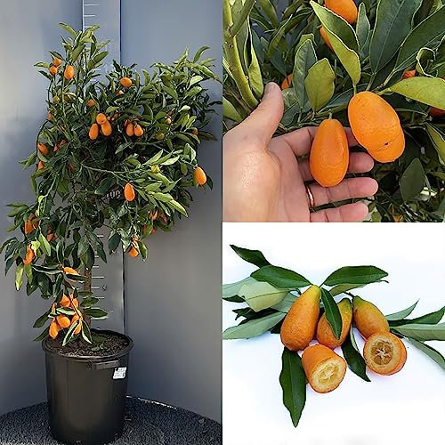 SAVINI VIVAI Kumquat-Pflanze, chinesischer Mandarin-Zitrusbaum, Riesen-Kumquat im 35 cm Topf, Höhe 150–180 cm, 6–7 Jahre Veredelung, hergestellt in Italien