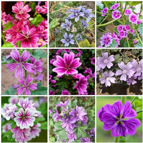 semi di malva, perenni resistenti regali per gli amanti del giardino vecchie varietà di autunnali resistenti decorazione da giardino per esterni 300pcs