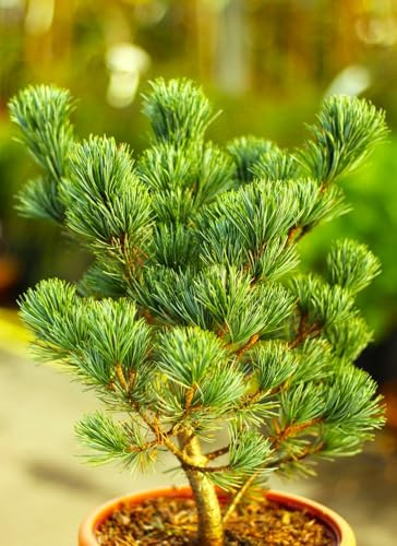 Japanische Mädchenkiefer Pinus parviflora Negishi 40-60 cm immergrün