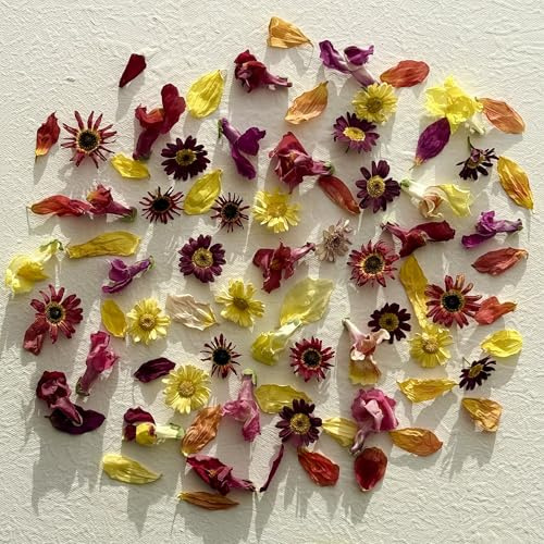 Edible Freeze Dried 'Esther' Mix of Dahlia, Snapdragon and Daisy Flowers - UK Grown & Dried - Certified Food Grade (580)