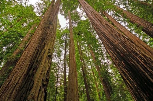 100 Samen Küstenmammutbaum Sequoia sempervirens Mammut Baum Redwood Rotholz