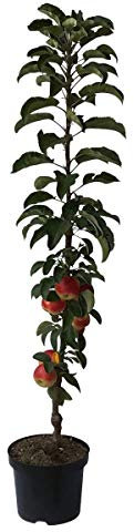 Säulenapfel Starline ® Fire Dance(S) robust Säulenobst Heckenobst Balkonobst 80-120 cm 7,5 L Topf M7