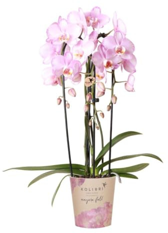 Kolibri Orchids | rosa Phalaenopsis Orchidee - Niagara Fall - Topfgröße Ø12cm | blühende Zimmerpflanze - frisch vom Züchter