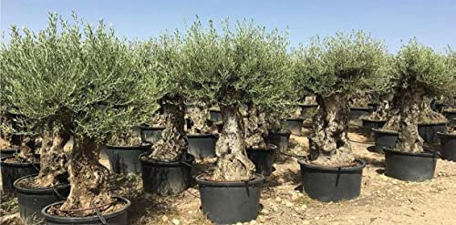 Ulivo olivo Olea europea bonsai in mastello da 285 lt cfr. tronco 80/100 cm FOTO REALI Vivaio di Castelletto
