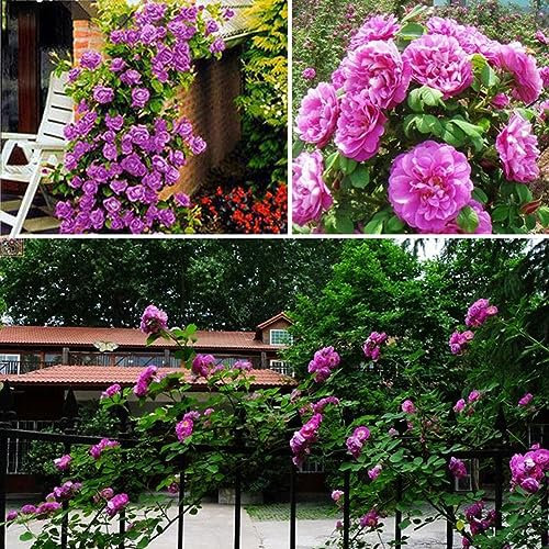 100 pezzi semi di rosa rampicante giardino casa balcone recinzioni decorazioni piante fiori per piantare giardini Viola