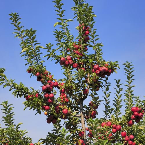 apfelbaum samen - winterharte pflanzen für garten zimmerpflanze pflanzen garten dachbegrünung äpfel steingartenpflanzen winterhart topfpflanzen draußen winterhart - Seltene pflanzen - 200pcs