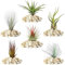 Gardeners Dream 6er Tillandsien Pflanzen Echt Mix - 6 Stk. Tillandsia Luftpflanzen Echt - Terrarium Pflanzen - Terrarium Deko Pflanzen - Luftreinigende Zimmerpflanzen - Deko Pflanze - Echte Pflanzen