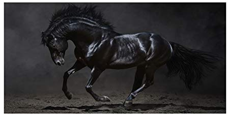 Tulup Impression sur verre100x50 cm Image Tableau Photo décorative panoramique pour la Cuisine et Le Salon - Animaux - Cheval Noir - Noir