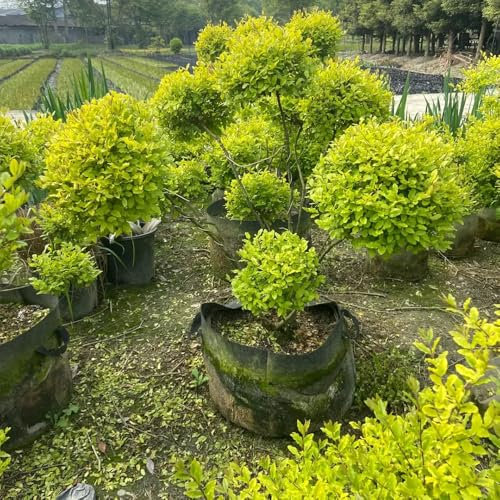 50 pz Semi di siepe di ligustro - Ligustrum lucidum - vaso bonsai piante rare Ligustrum lucido Acquista piante decorative di alberi bonsai Vasi per piante bonsai, piante resistenti