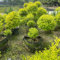 50 pz Semi di siepe di ligustro - Ligustrum lucidum - vaso bonsai piante rare Ligustrum lucido Acquista piante decorative di alberi bonsai Vasi per piante bonsai, piante resistenti