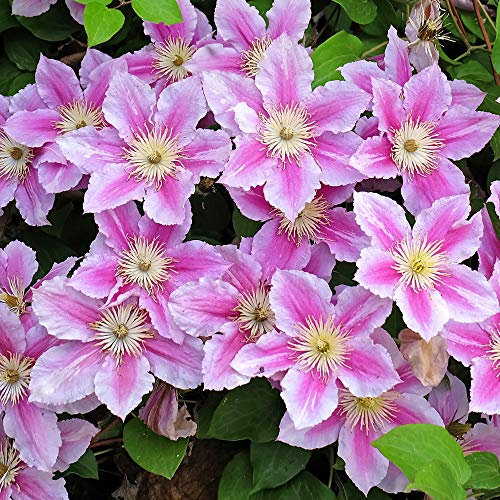 Clematis Piilu | Deciduous Dense Hardy Large Flowering Garden Shrub in Pot (60-70cm Incl. Pot)