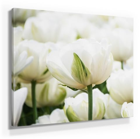 BilderKing Eine schöne Frühlings-Deko, Tulpe weiß als Leinwand-Bild, 50x50cm kleines Wandbild. Dekorieren Sie elegant Küche, Flur, Wohnzimmer & Schlafzimmer. Aufgespannt auf 2cm Holzrahmen