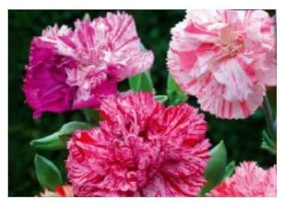 Stk - 30x Nelke Picotee Fantasy mix Dianthus caryophyllus Garten Pflanzen - Samen KS26 - Seeds & Plants Shop by Ipsa