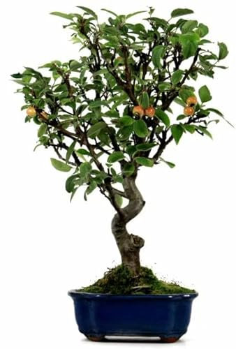 Bonsái Natural Manzano Malus Árbol Frutal Exterior e Interior