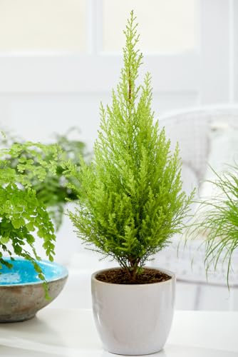 1 X Dwarf Conifer, Lemon Scent, Cupressus Macrocarpa, Cypress Wilma, Goldcrest Wilma 1ltr