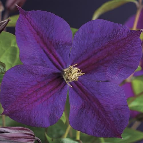 GreenboutiQ - Kletterpflanze - Clematis Star of India - Blüte Rosa - Pflegeleicht - 2 Pflanzen - Topf 11cm Höhe 40cm