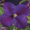 GreenboutiQ - Kletterpflanze - Clematis Star of India - Blüte Rosa - Pflegeleicht - 2 Pflanzen - Topf 11cm Höhe 40cm