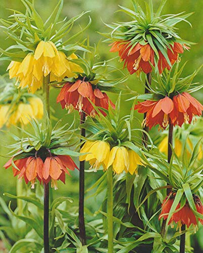 5 Kaiserkronen gemischt Fritillaria Imperialis Blumenzwiebeln