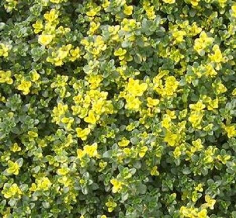 Thyme Creeping 'Doone Valley' Perennial Herb Plug Plants Pack x6