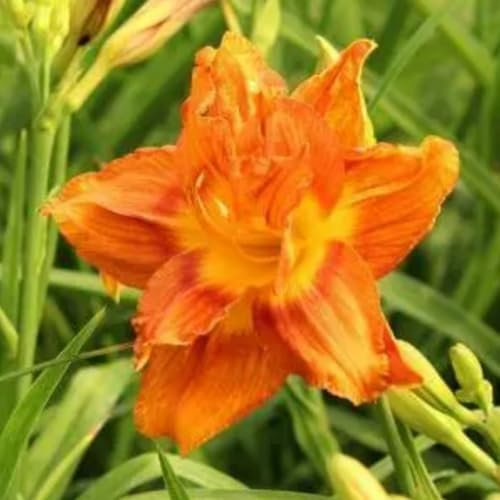 Taglilien - Gartenarbeit Winterhart MehrjäHrig Eine Starke - Pflanze Mit Gutem Wachstum Gemischt- Taglilien Zwiebeln