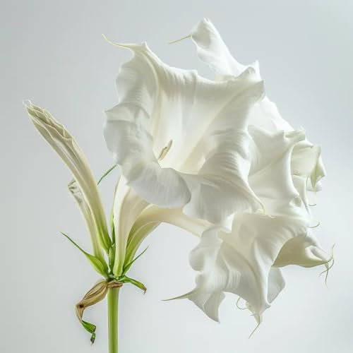15 Semillas de Trompeta de Ángeles Blanca (Brugmansia suaveolens) - SemiSauvage Permaculture