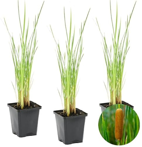 Typha Latifolia - Breitblättriger Rohrkolben 3 Stück