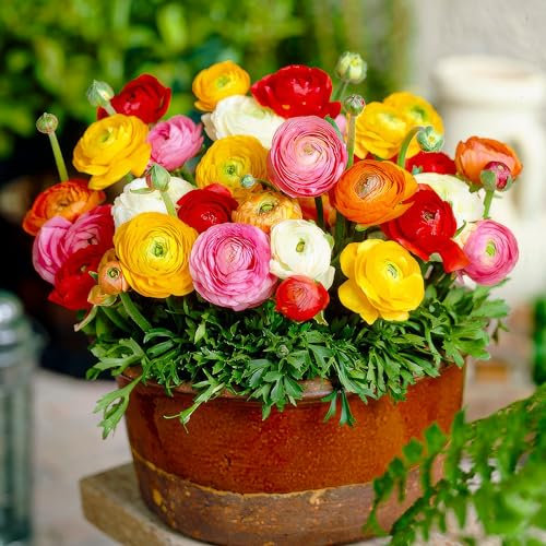 Ranunkeln Blumenzwiebel Winterhart (50 Knollen) - Mischung in 5 Farben - Ranunkeln Zwiebeln aus Holland - echte Knollen/Pflanzen (kein Samen und nicht künstlich)