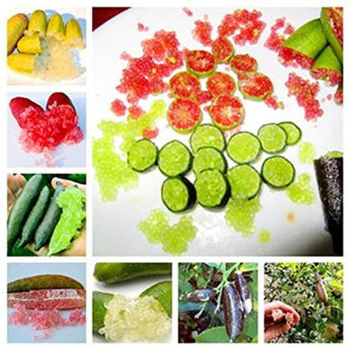 Saterkali Citrus Australasica-Samen, 50 Stück Citrus Australasica-Samen Topf-Bonsai-Obstgarten-Yard-Büropflanze Zitrus-Australasica-Samen