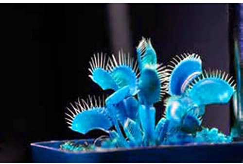 Haloppe 100 Stück blaue Dionaea Muscipula Pflanzensamen für die Bepflanzung des Hausgartens, blaue Dionaea Muscipula Riesenfliegenfalle Samen Gartendekoration Pflanzen