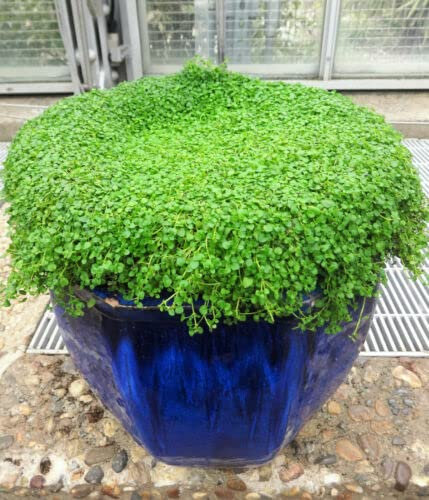 1 g 27.100 Bulk Korsische Minze Mentha Requienii Duftender Bodendecker 1 Samen