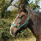 Rhinegold 0 Nylon Headcollar-Cob-Green Halfter, grün