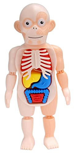 LICHENGTAI Menschlicher Körper Organ Puppe, Menschliches Torso-Modell, Anatomie Lernpuppe Physiologisches Pädagogisches Kognitives Spielzeug Vorschullehrmittel für Baby Jungen Mädchen